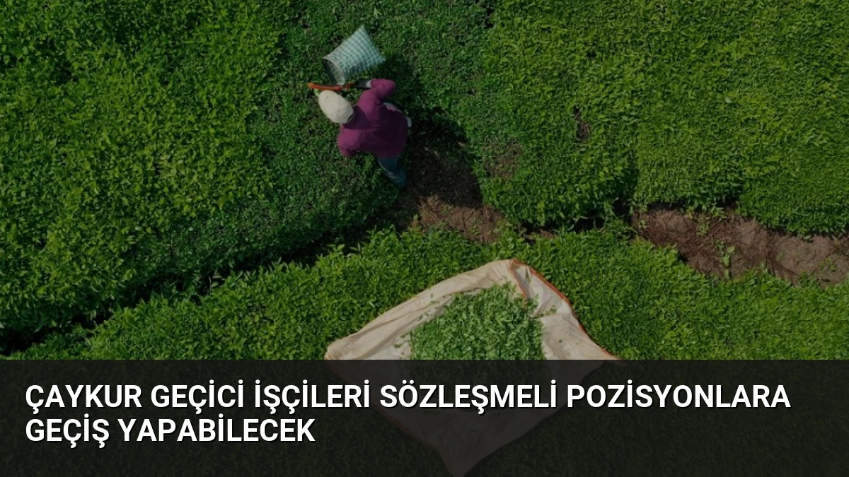 ÇAYKUR Geçici İşçileri Sözleşmeli Pozisyonlara Geçiş Yapabilecek