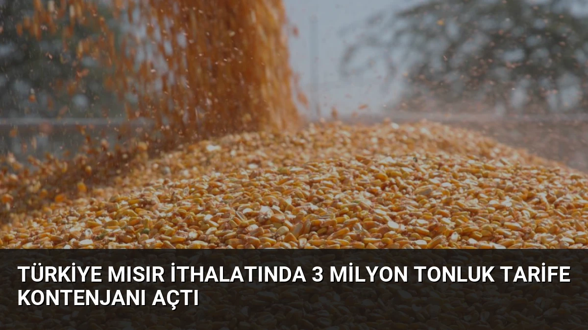 Türkiye Mısır İthalatında 3 Milyon Tonluk Tarife Kontenjanı Açtı