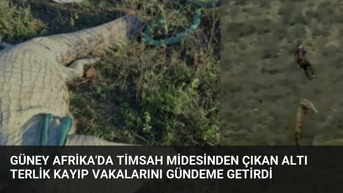 Güney Afrika’da Timsah Midesinden Çıkan Altı Terlik Kayıp Vakalarını Gündeme Getirdi