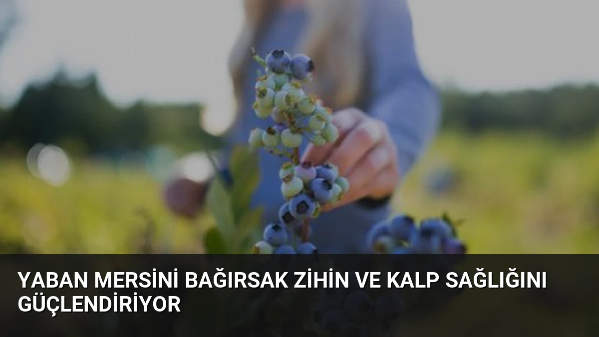 Yaban Mersini Bağırsak Zihin ve Kalp Sağlığını Güçlendiriyor