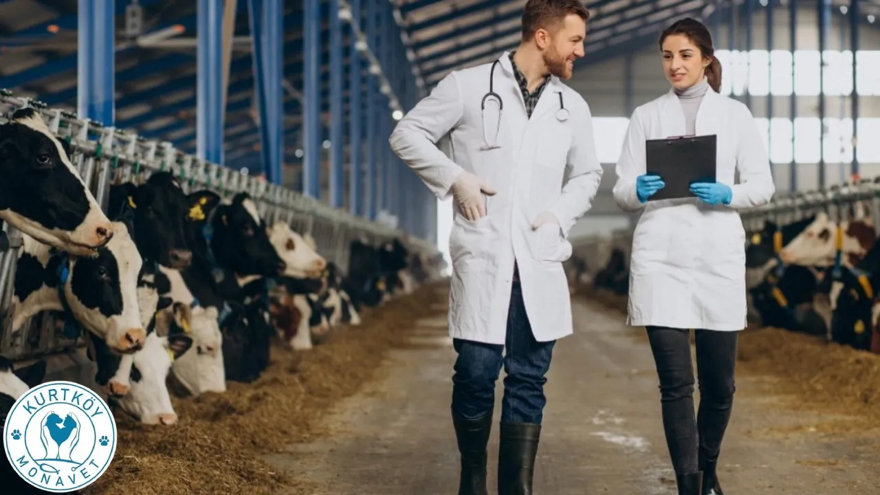 Büyükbaş Hayvan Veterineri İle Çiftliğinizi Koruyun