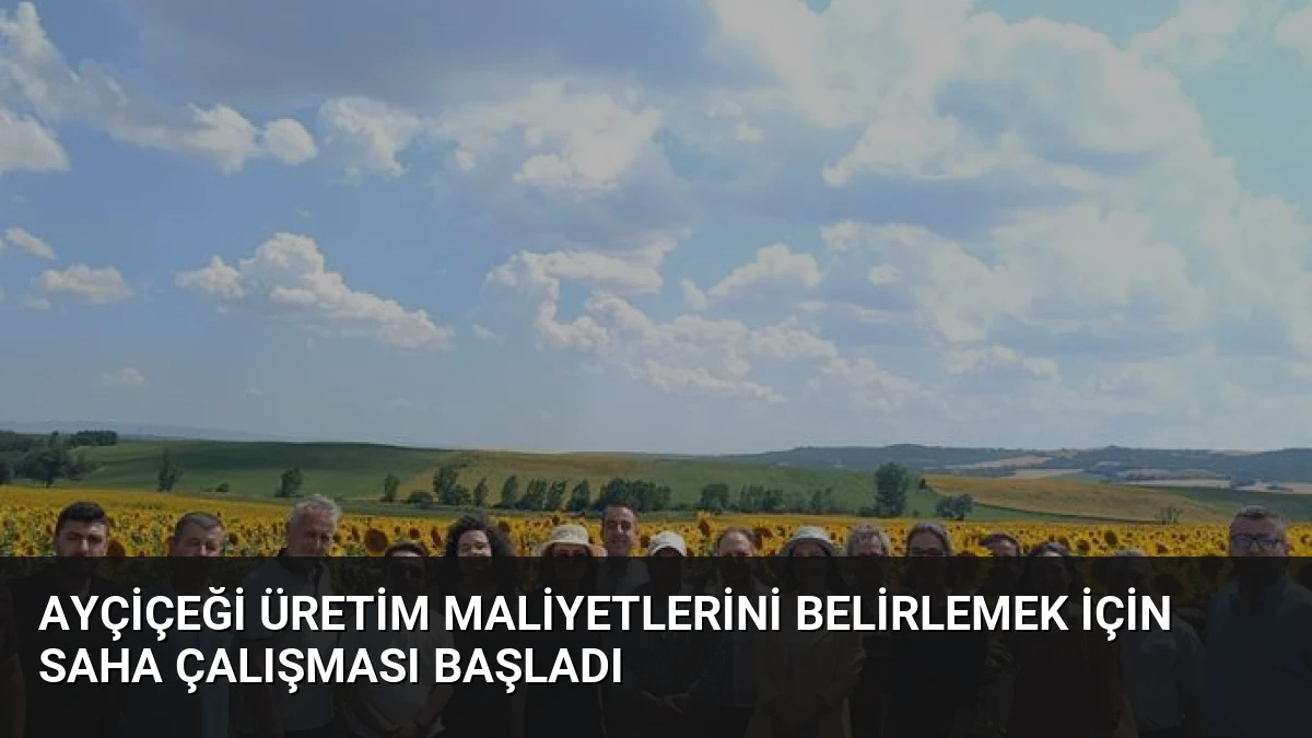 Ayçiçeği Üretim Maliyetlerini Belirlemek İçin Saha Çalışması Başladı