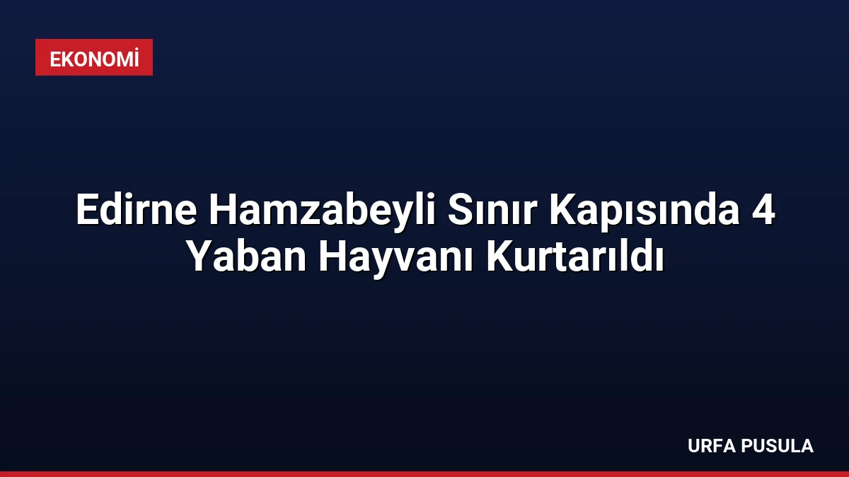 Edirne Hamzabeyli Sınır Kapısında 4 Yaban Hayvanı Kurtarıldı