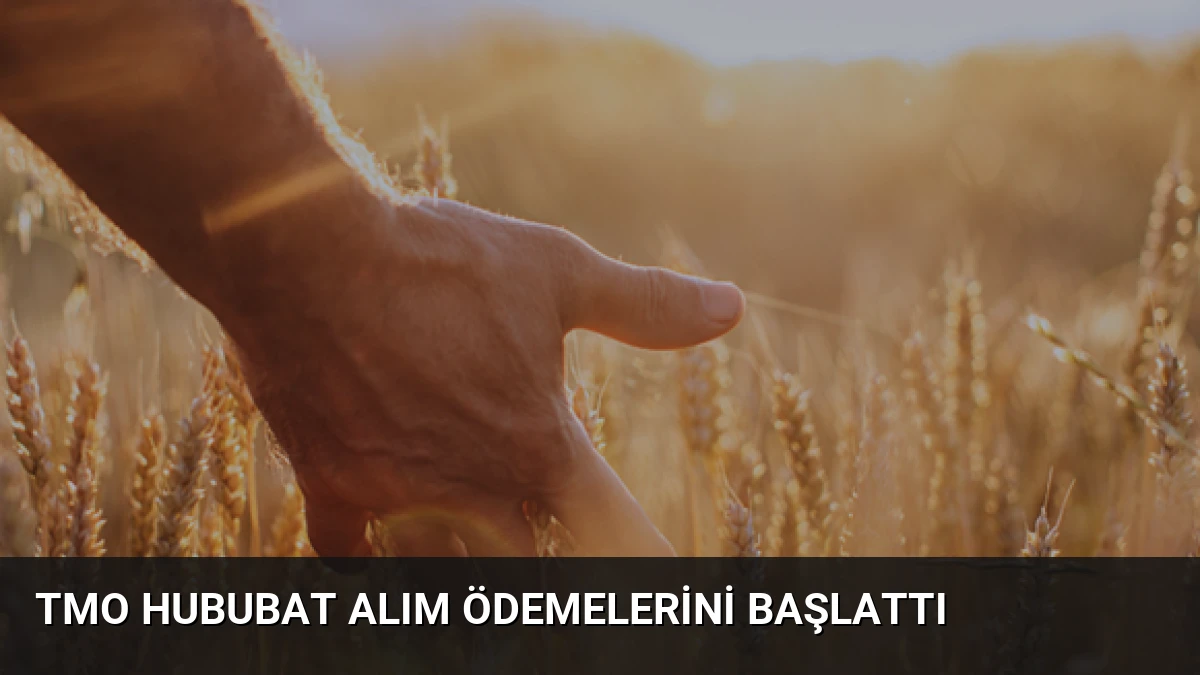 TMO Hububat Alım Ödemelerini Başlattı