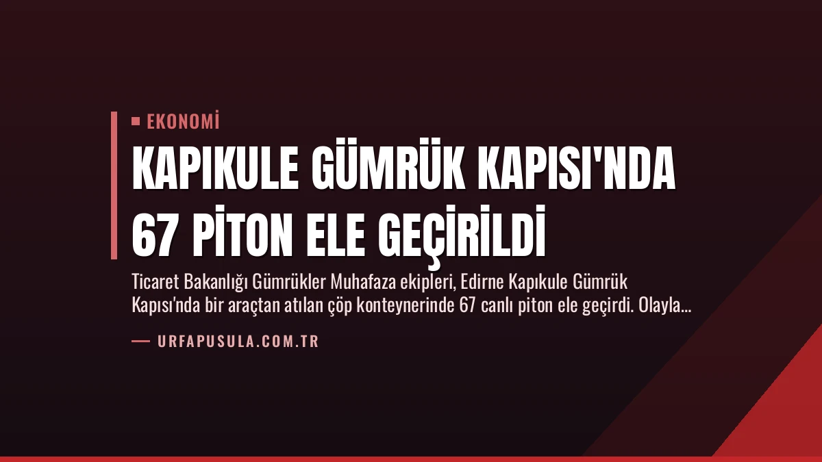 Kapıkule Gümrük Kapısı’nda 67 Piton Ele Geçirildi